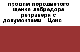 продам породистого щенка лабрадора ретривера с документами › Цена ­ 25 000 - Приморский край, Владивосток г. Животные и растения » Собаки   . Приморский край,Владивосток г.